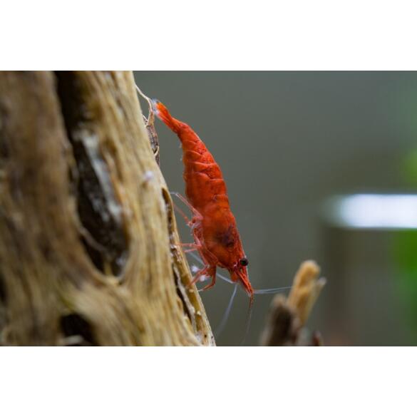 Креветка Красный Огонь (Neocaridina heteropoda var. Fire Red)