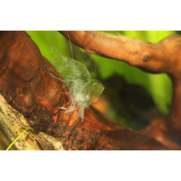 Креветка Красный Огонь (Neocaridina heteropoda var. Fire Red)