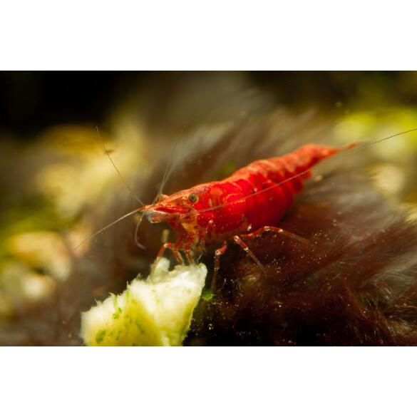 Креветка Красный Огонь (Neocaridina heteropoda var. Fire Red)