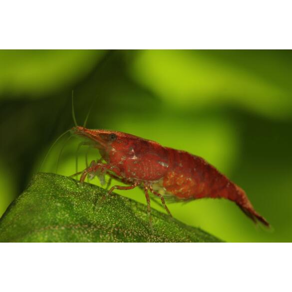 Креветка Красный Огонь (Neocaridina heteropoda var. Fire Red)