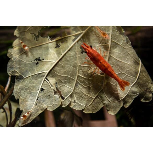 Креветка Красный Огонь (Neocaridina heteropoda var. Fire Red)