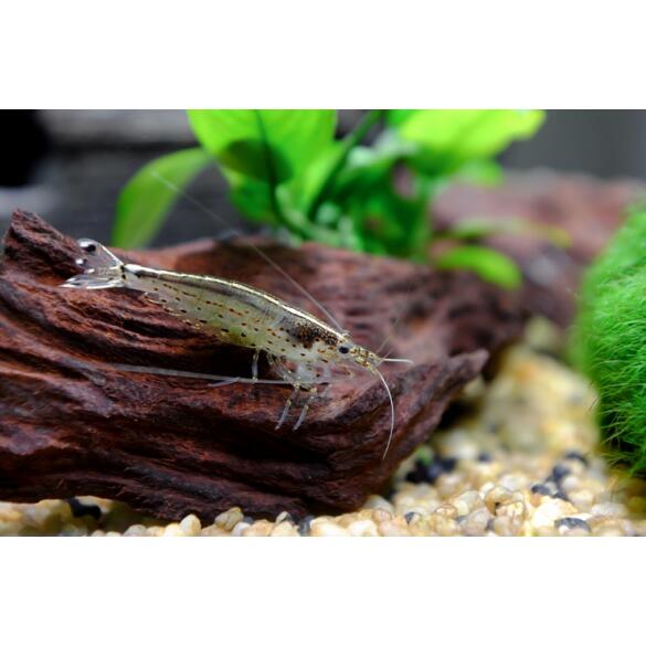 Креветка Амано