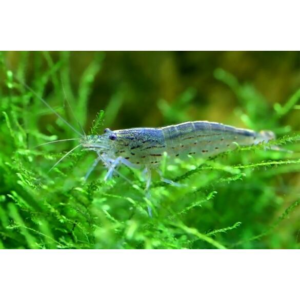 Креветка Амано