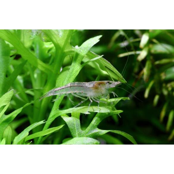 Креветка Амано