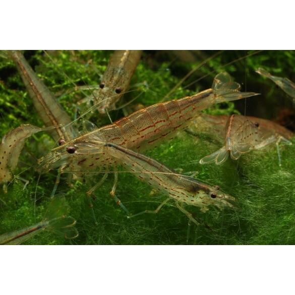 Креветка Амано