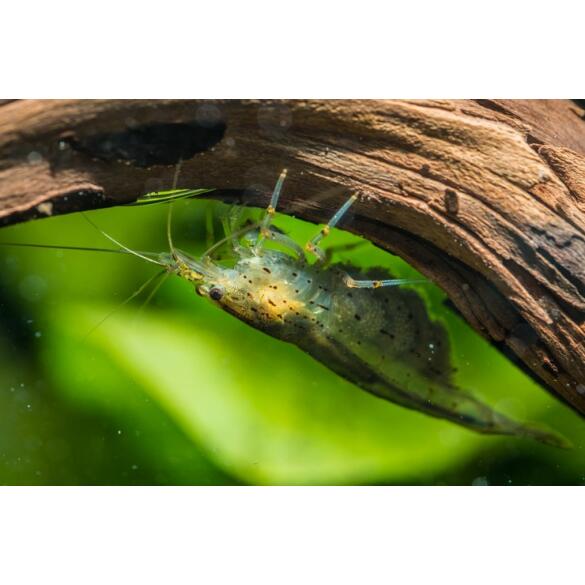 Креветка Амано