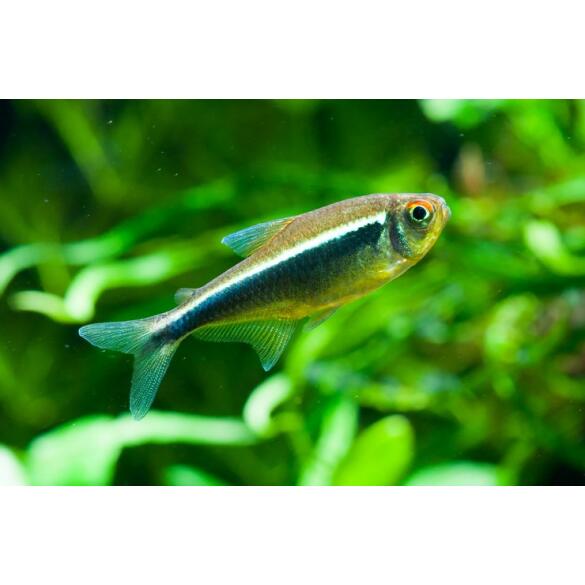 Неон Черный (Hyphessobrycon herbertaxelrodi)