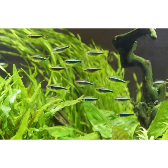 Неон Черный (Hyphessobrycon herbertaxelrodi)