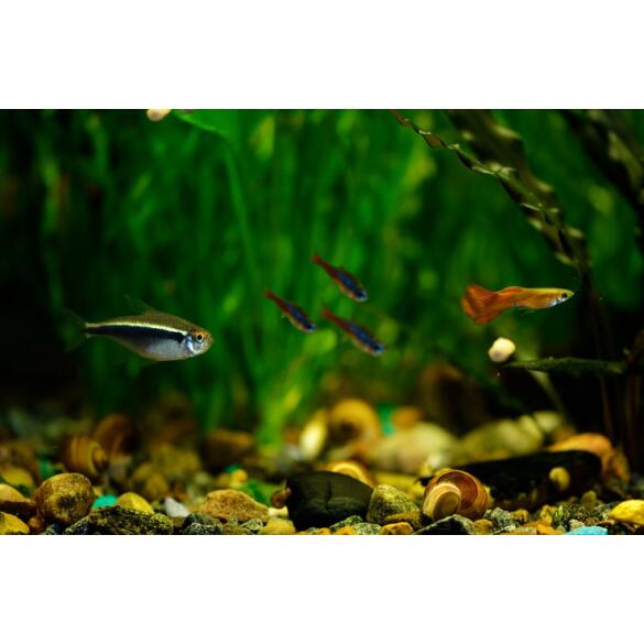 Неон Черный (Hyphessobrycon herbertaxelrodi)