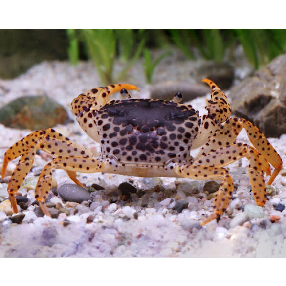 Краб Пантера (Parathelphusa рantherina)