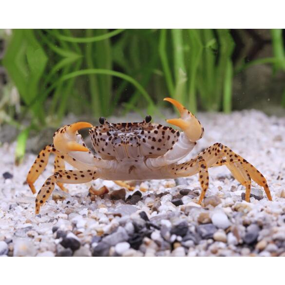 Краб Пантера (Parathelphusa рantherina)