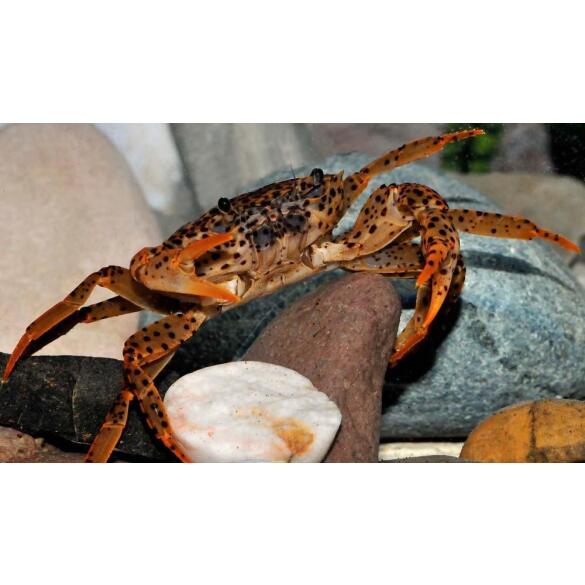 Краб Пантера (Parathelphusa рantherina)