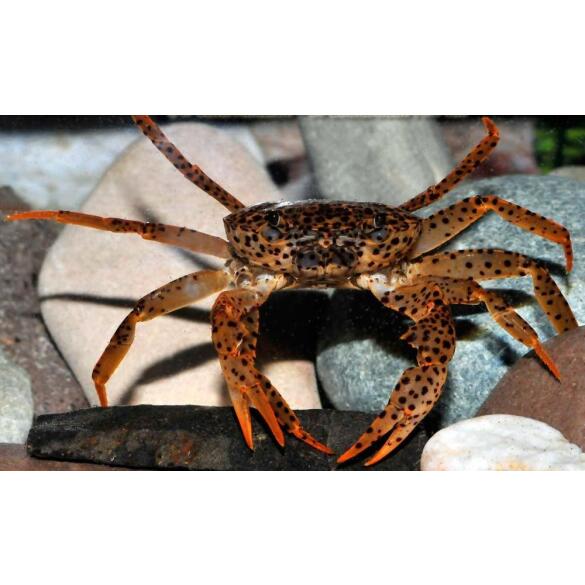 Краб Пантера (Parathelphusa рantherina)