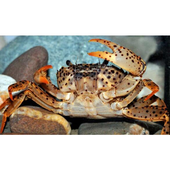 Краб Пантера (Parathelphusa рantherina)