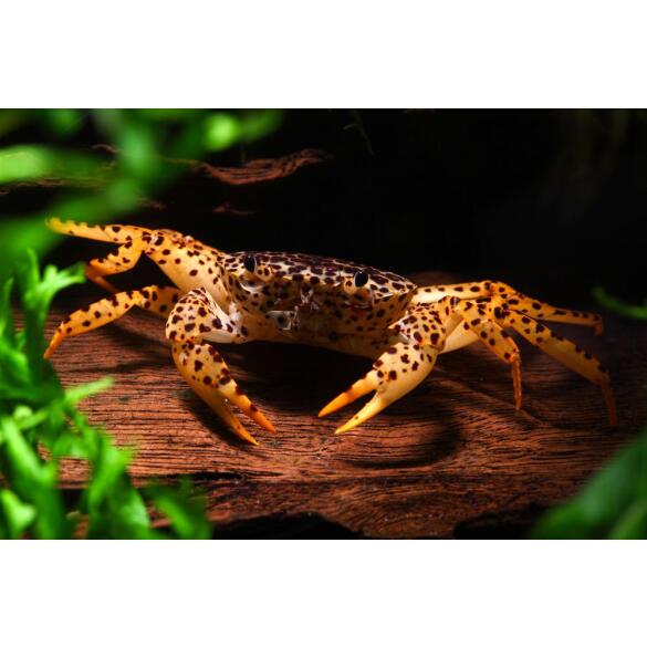 Краб Пантера (Parathelphusa рantherina)