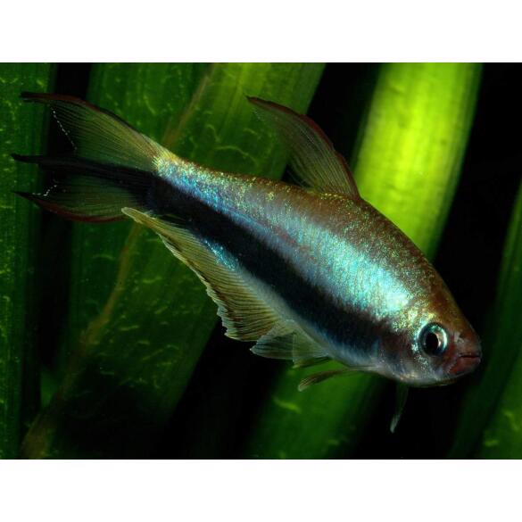 Тетра Пальмери (palmeri)