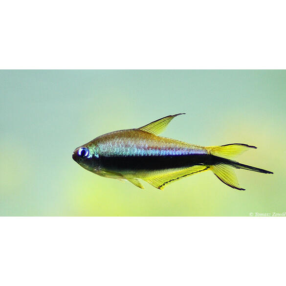 Тетра Пальмери (palmeri)