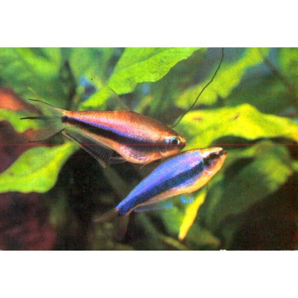 Тетра Пальмери (palmeri)