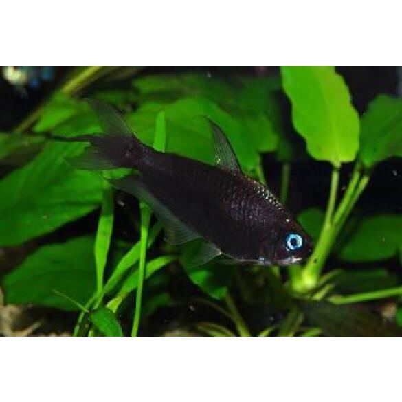 Тетра Пальмери черная (Nematobrycon palmeri var. Black)