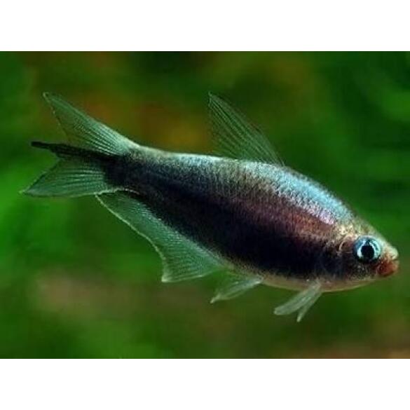 Тетра Пальмери черная (Nematobrycon palmeri var. Black)