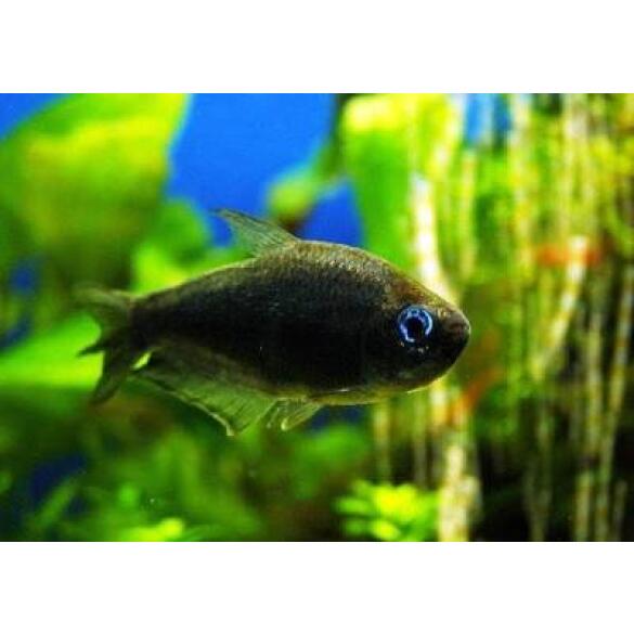 Тетра Пальмери черная (Nematobrycon palmeri var. Black)