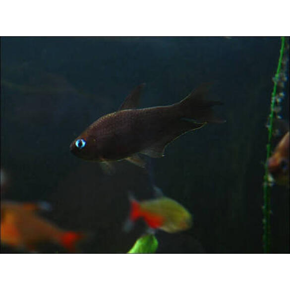 Тетра Пальмери черная (Nematobrycon palmeri var. Black)