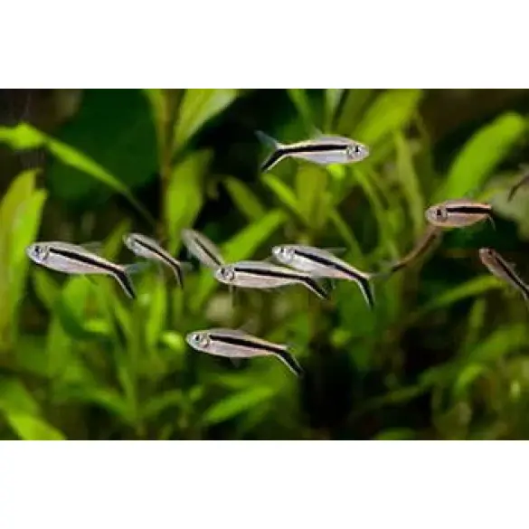 Тетра Пингвин (Thayeria boehlkei)