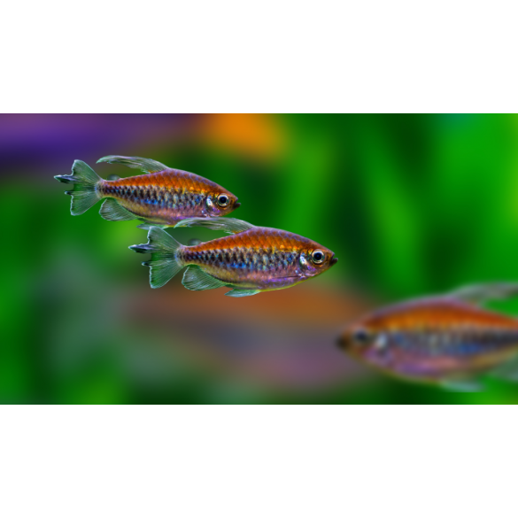 Тетра конго (Phenacogrammus interruptus)