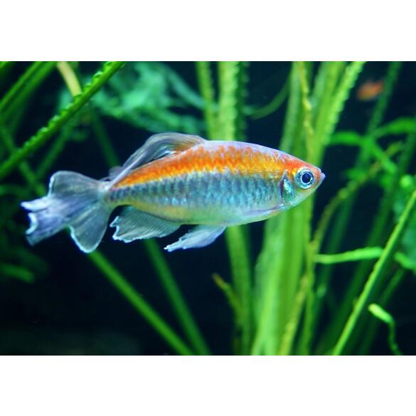 Тетра конго (Phenacogrammus interruptus)