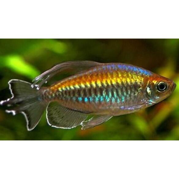 Тетра конго (Phenacogrammus interruptus)