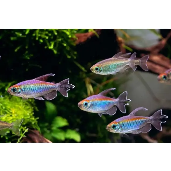 Тетра конго (Phenacogrammus interruptus)