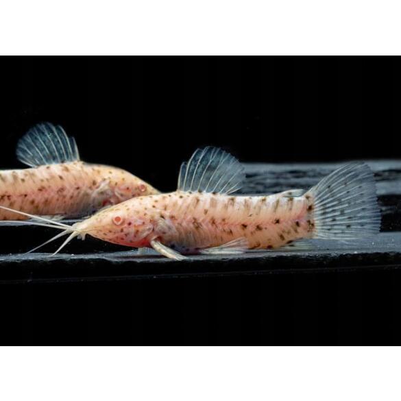 Сом Таракатум Альбинос (Hoplosternum thoracatum) 3-4см