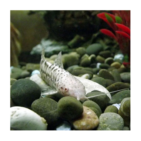 Сом Таракатум Альбинос (Hoplosternum thoracatum) 3-4см