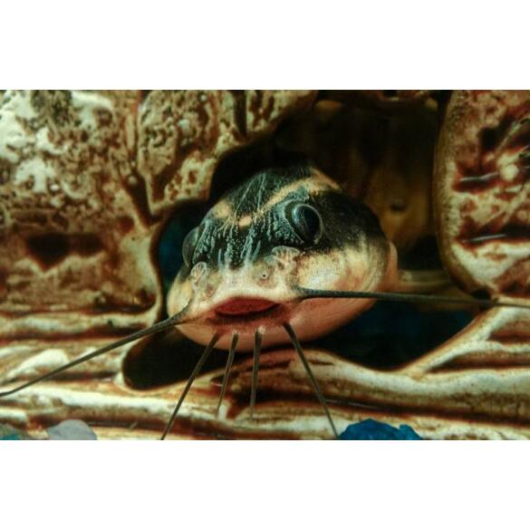 Сом Платидорас (Platydoras armatulus) 8-10см