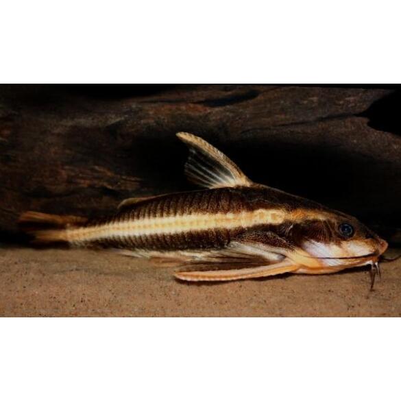 Сом Платидорас (Platydoras armatulus) 8-10см