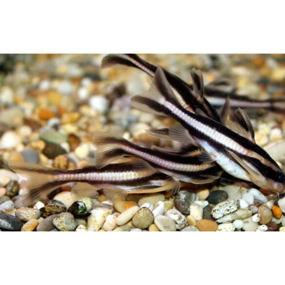 Сом Платидорас (Platydoras armatulus) 8-10см