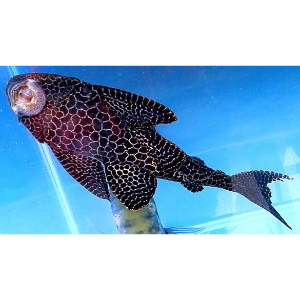 Сом Парчовый Птеригоплихт (Pterygoplichthys gibbiceps) 2-3см