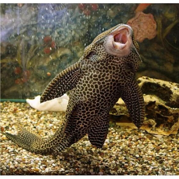 Сом Парчовый Птеригоплихт (Pterygoplichthys gibbiceps) 2-3см