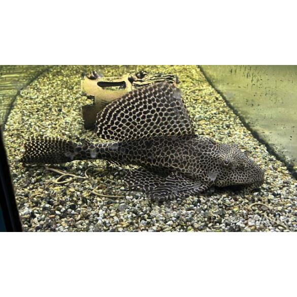 Сом Парчовый Птеригоплихт (Pterygoplichthys gibbiceps) 15см