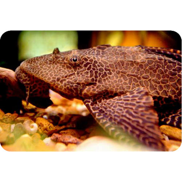 Сом Парчовый Птеригоплихт (Pterygoplichthys gibbiceps) 15см