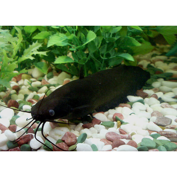 Сом Мешкожаберный (Heteropneustes fossilis) 12-15см