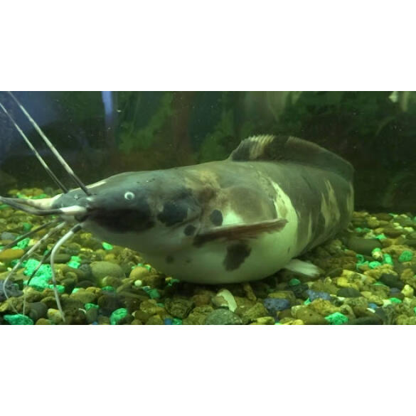 Сом Мешкожаберный (Heteropneustes fossilis) 12-15см