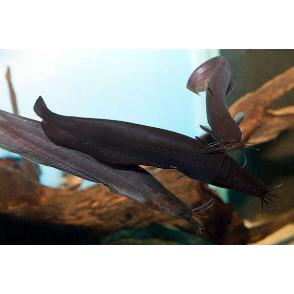 Сом Мешкожаберный (Heteropneustes fossilis) 12-15см