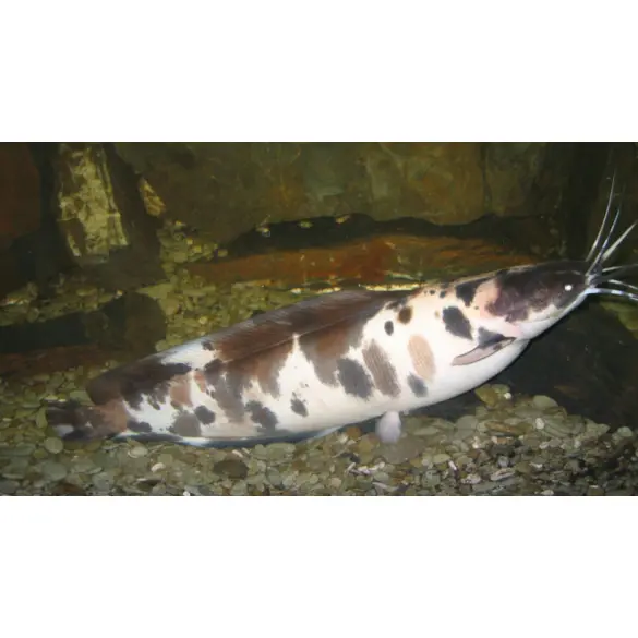 Сом Мешкожаберный (Heteropneustes fossilis) 12-15см