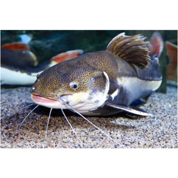 Сом Краснохвостый (Phractocephalus hemioliopterus)