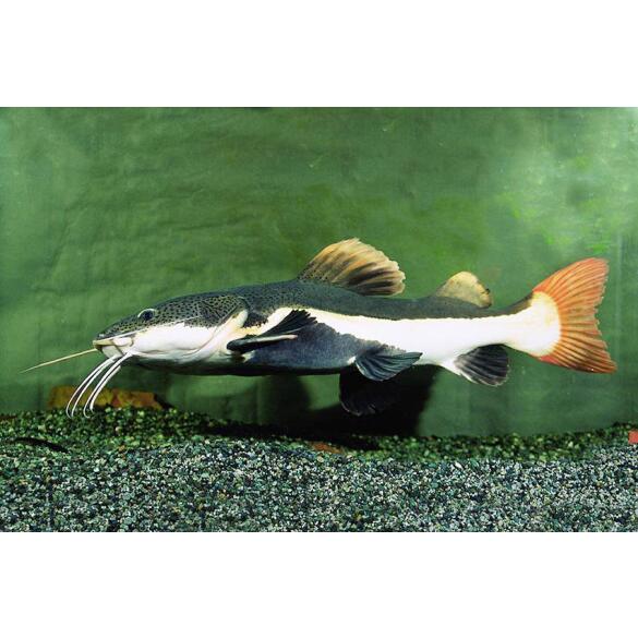 Сом Краснохвостый (Phractocephalus hemioliopterus)