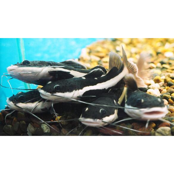 Сом Краснохвостый (Phractocephalus hemioliopterus)