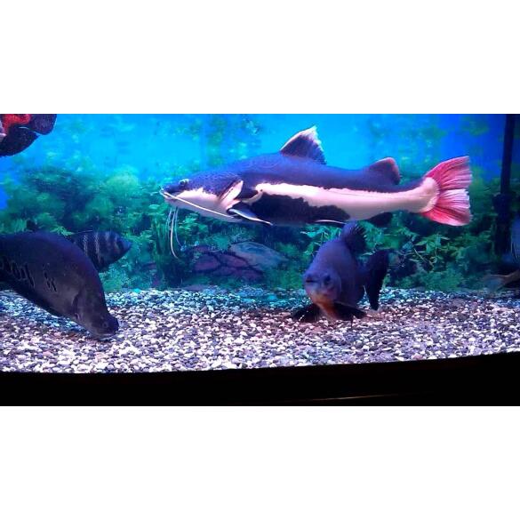 Сом Краснохвостый (Phractocephalus hemioliopterus)