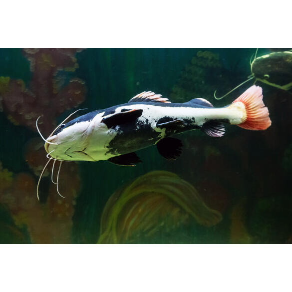 Сом Краснохвостый (Phractocephalus hemioliopterus)