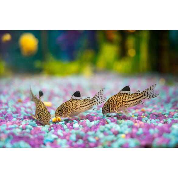 Сом Коридорас Джули